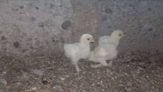 white buff chicks and golden buff chicks available age 20 days