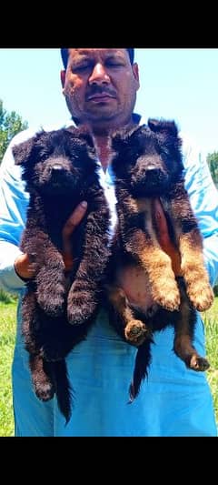 German Shepherd pair2 months for sale