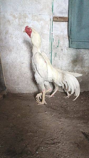 White shamo chiks and eggs 2