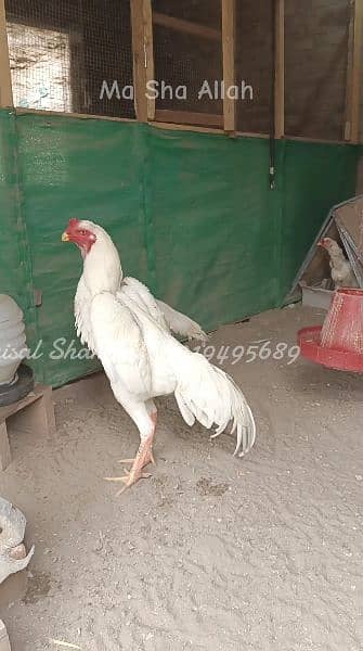 White shamo chiks and eggs 8