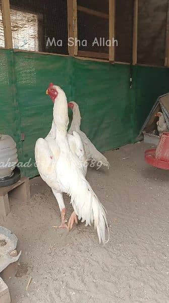 White shamo chiks and eggs 9