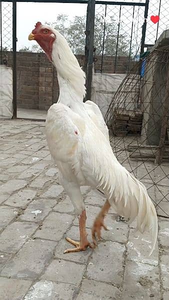 White shamo chiks and eggs 18