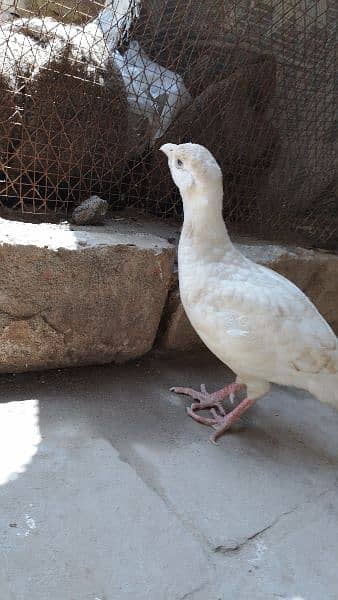 white breeding  pair 0