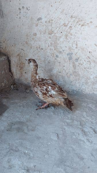 white breeding  pair 2