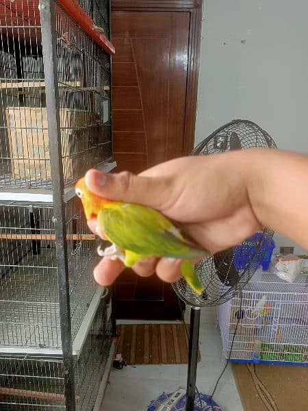 All Kind Of Love Bird Available 1