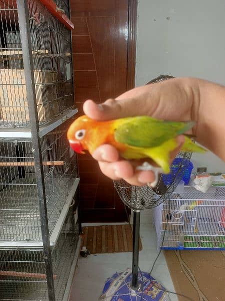 All Kind Of Love Bird Available 2