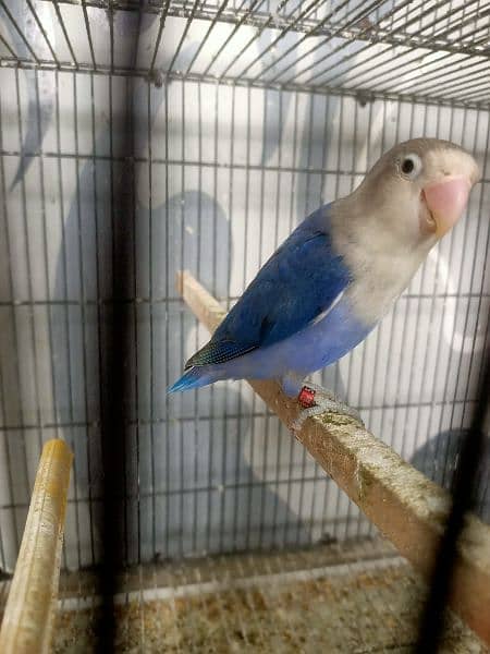 All Kind Of Love Bird Available 7