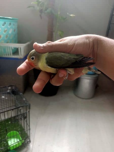 All Kind Of Love Bird Available 9