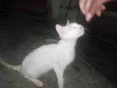 white cat