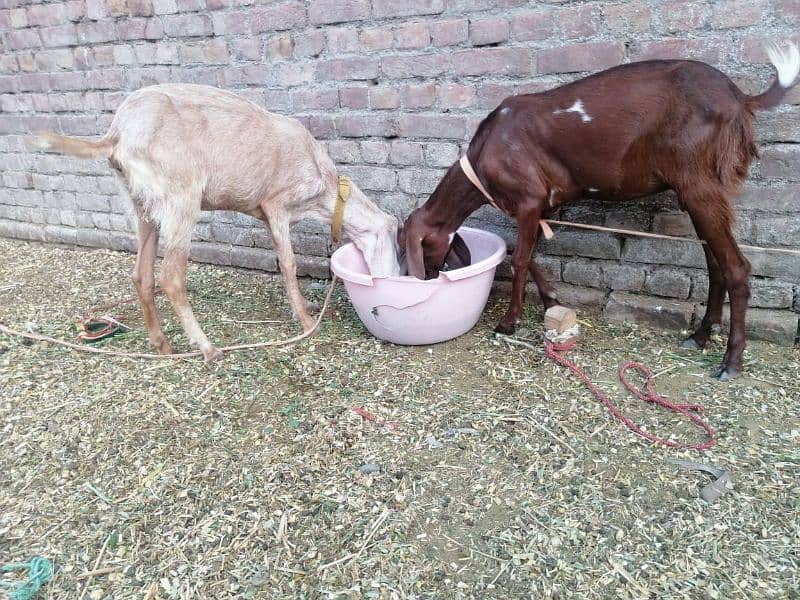 3 Adad Taidi Goats/Goats/Goat for sale 0