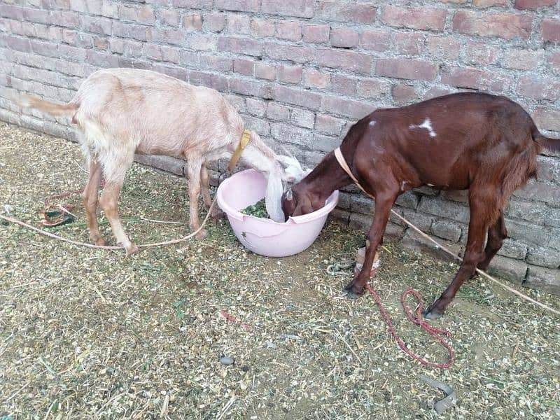 3 Adad Taidi Goats/Goats/Goat for sale 1