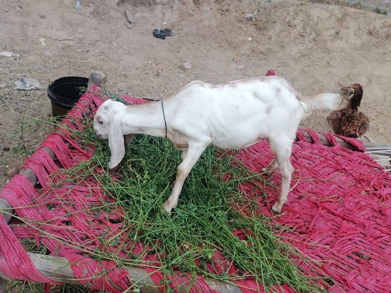 3 Adad Taidi Goats/Goats/Goat for sale 2