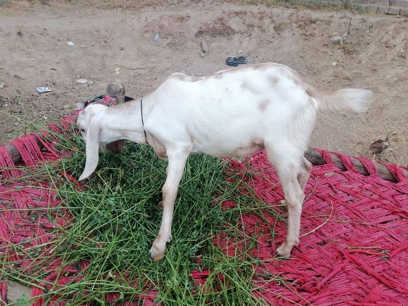 3 Adad Taidi Goats/Goats/Goat for sale 3