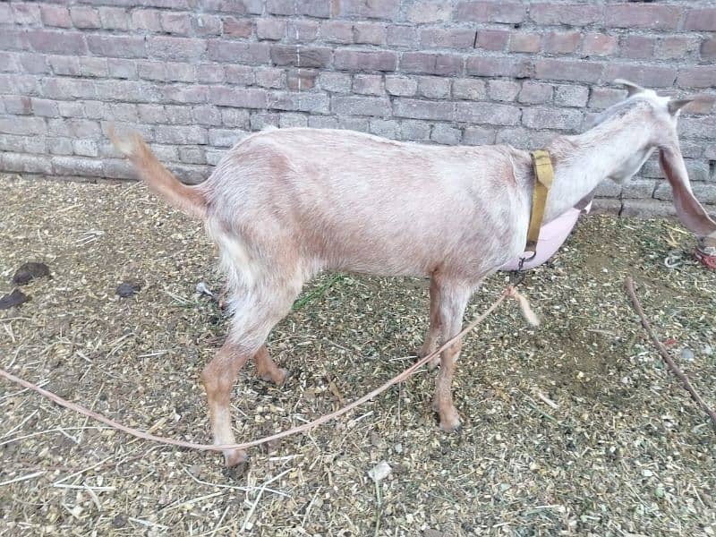 3 Adad Taidi Goats/Goats/Goat for sale 4