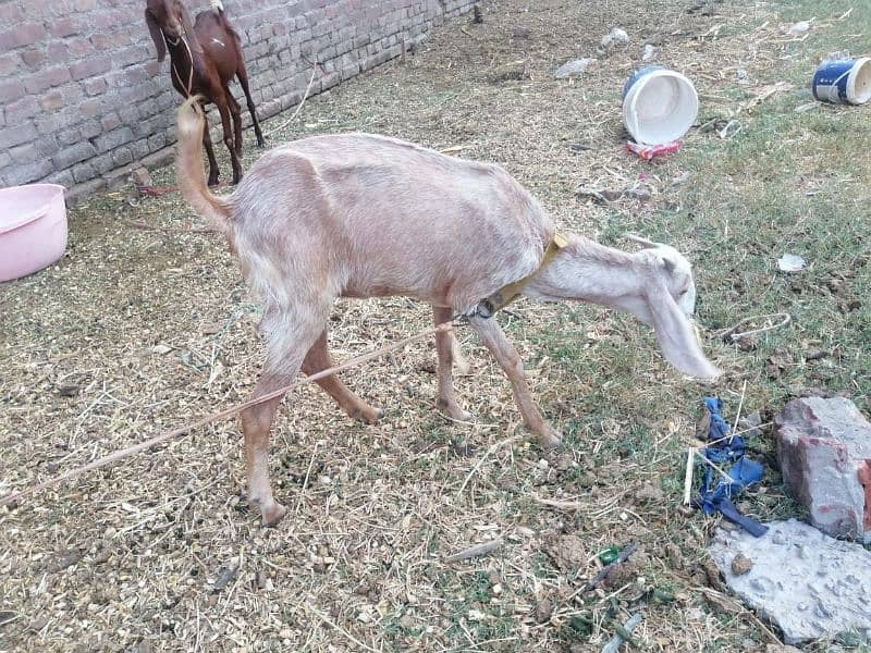 3 Adad Taidi Goats/Goats/Goat for sale 5