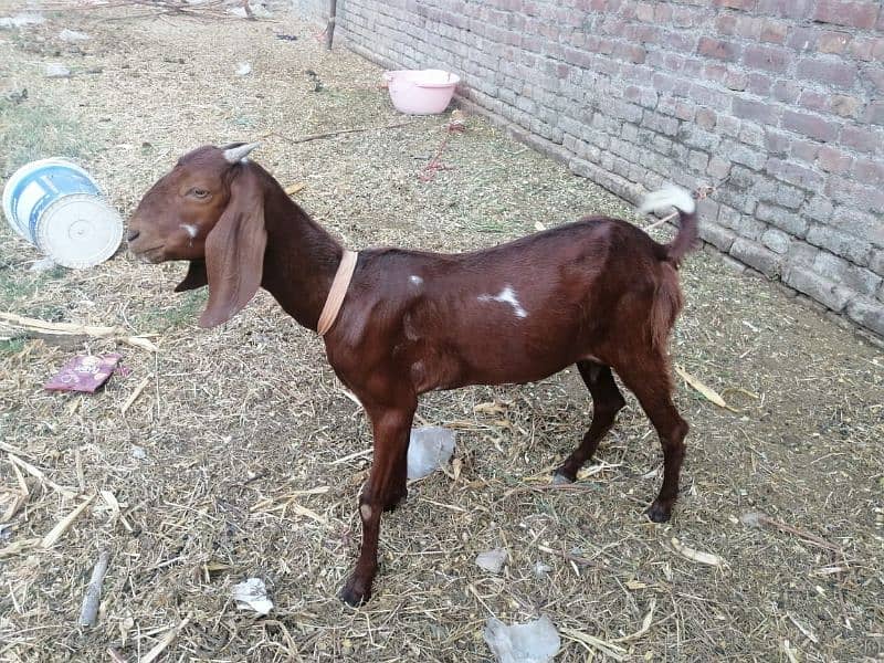 3 Adad Taidi Goats/Goats/Goat for sale 6