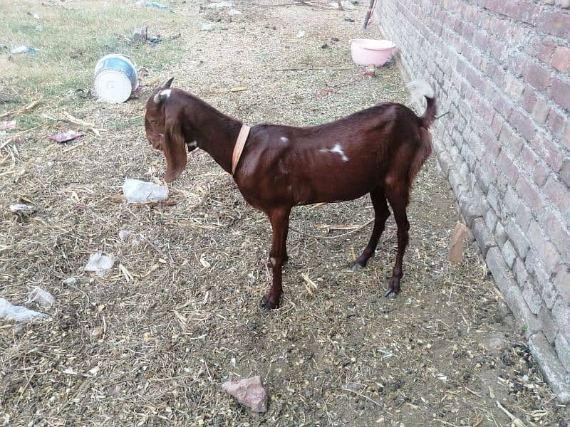 3 Adad Taidi Goats/Goats/Goat for sale 7