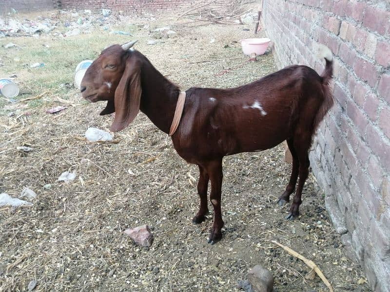 3 Adad Taidi Goats/Goats/Goat for sale 8