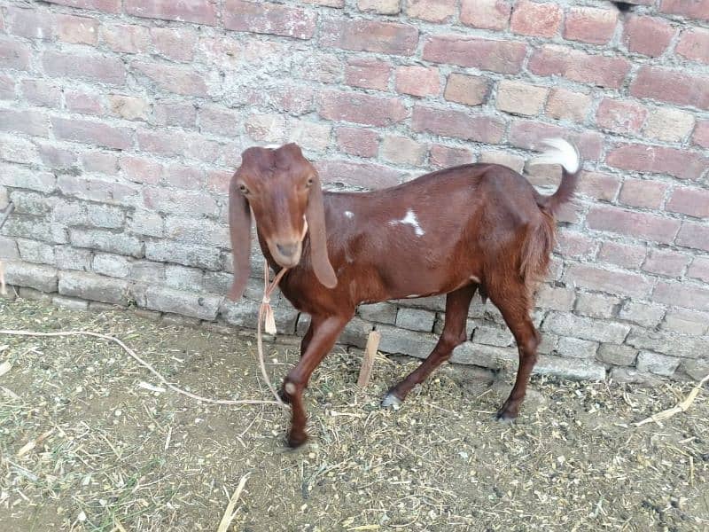 3 Adad Taidi Goats/Goats/Goat for sale 9