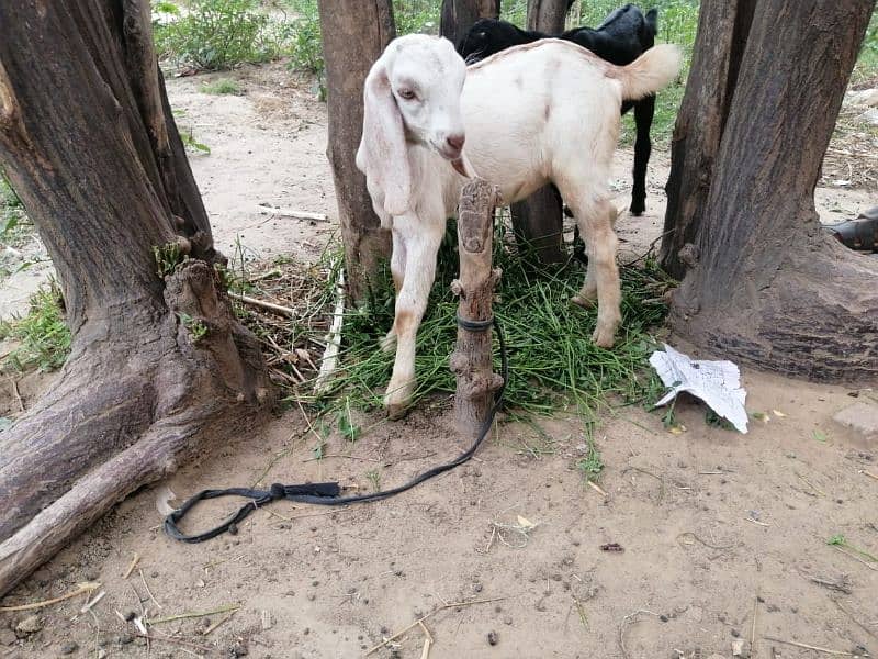 3 Adad Taidi Goats/Goats/Goat for sale 11