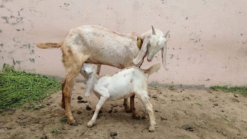 3 Adad Taidi Goats/Goats/Goat for sale 12