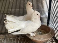Top Quality White Fantail (لکہ) Pair 0