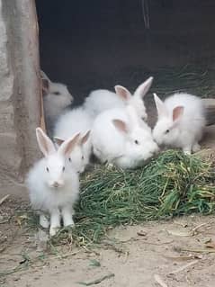 angora rabbit pair  for sale