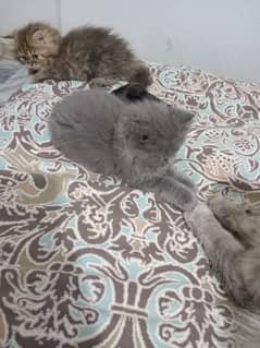 cute Persian kittens