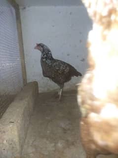 urgent sell 3 hens 1 chick Rs 10000 final