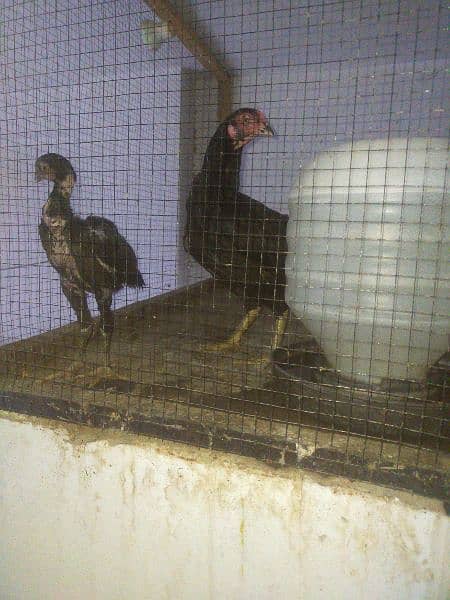 urgent sell 3 hens 1 chick Rs 10000 final 1