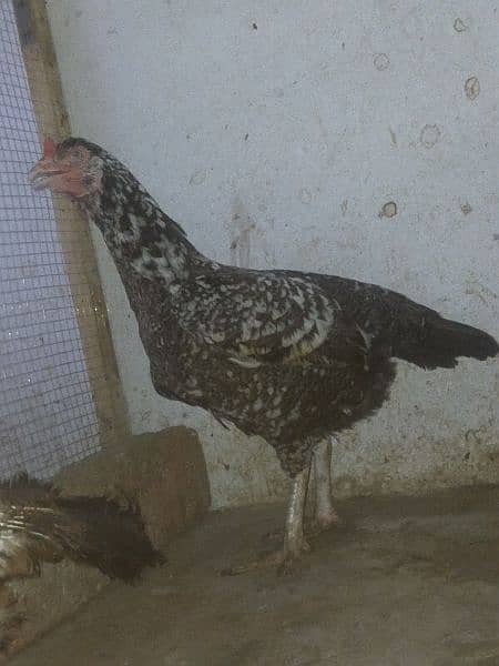 urgent sell 3 hens 1 chick Rs 10000 final 2