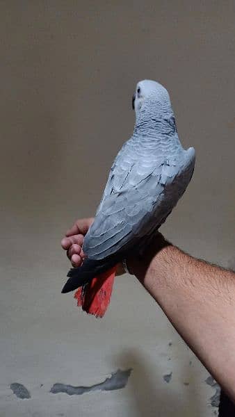 Jambo African Grey PArrot 1