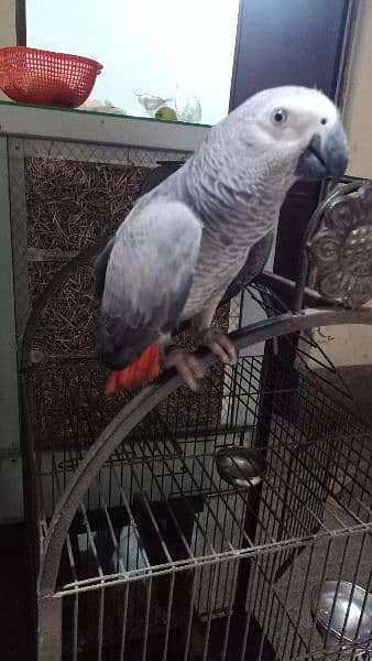 Jambo African Grey PArrot 2