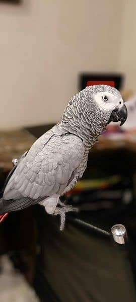 Jambo African Grey PArrot 3