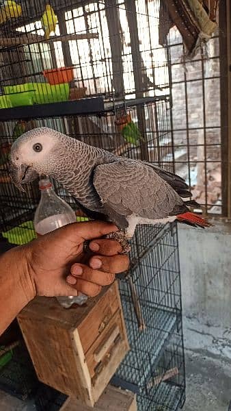 Jambo African Grey PArrot 4