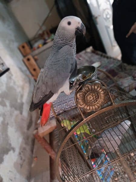 Jambo African Grey PArrot 5