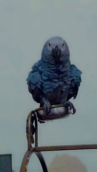 Jambo African Grey PArrot 6