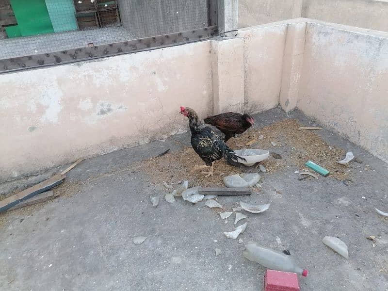 aseel hens 3000 ka piece 0