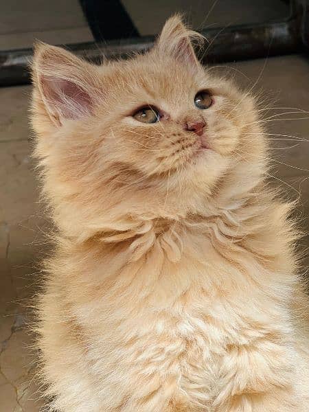 Persian cat 1