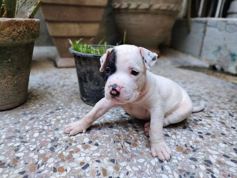 American bully 2