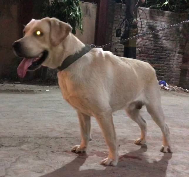 Labrador 2