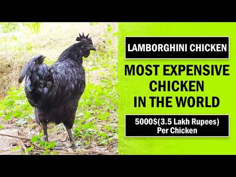 ayam cemani gray toung A1 quality 1