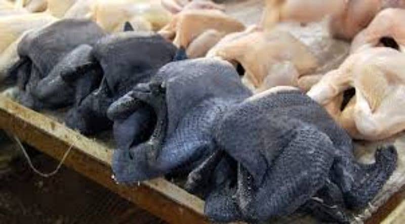 ayam cemani gray toung A1 quality 3