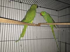 parrot breeder pair for sale. 0