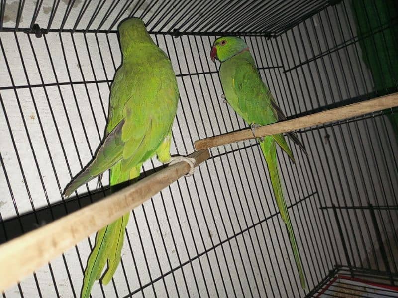 parrot breeder pair for sale. 1