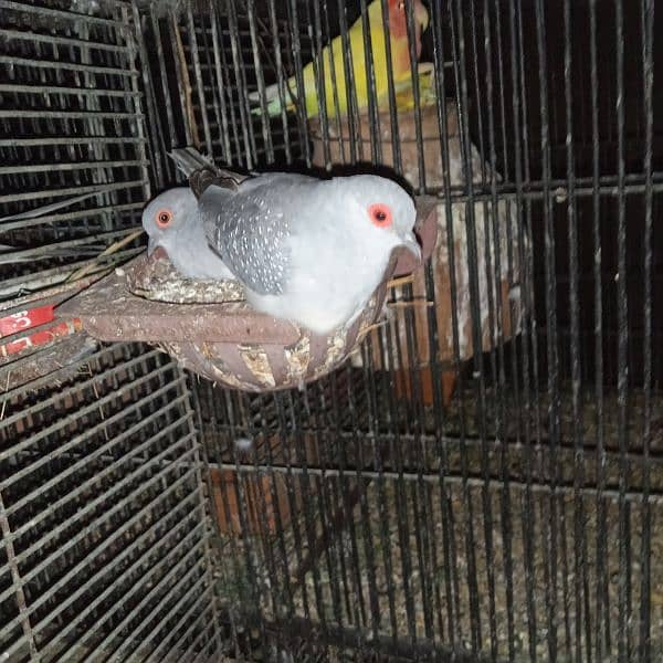 Dove Breeder Pair For sale 0