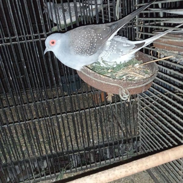 Dove Breeder Pair For sale 1