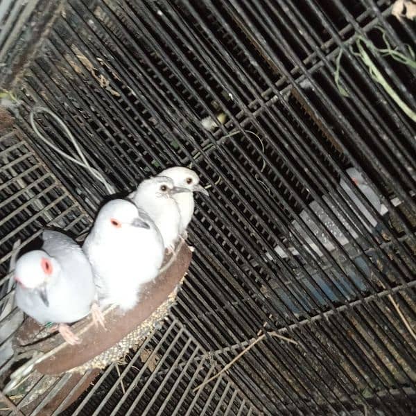 Dove Breeder Pair For sale 2