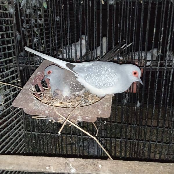 Dove Breeder Pair For sale 3