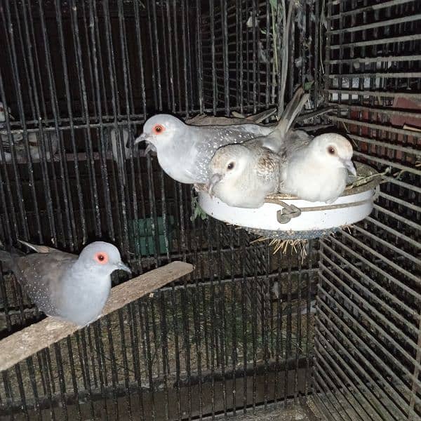 Dove Breeder Pair For sale 4